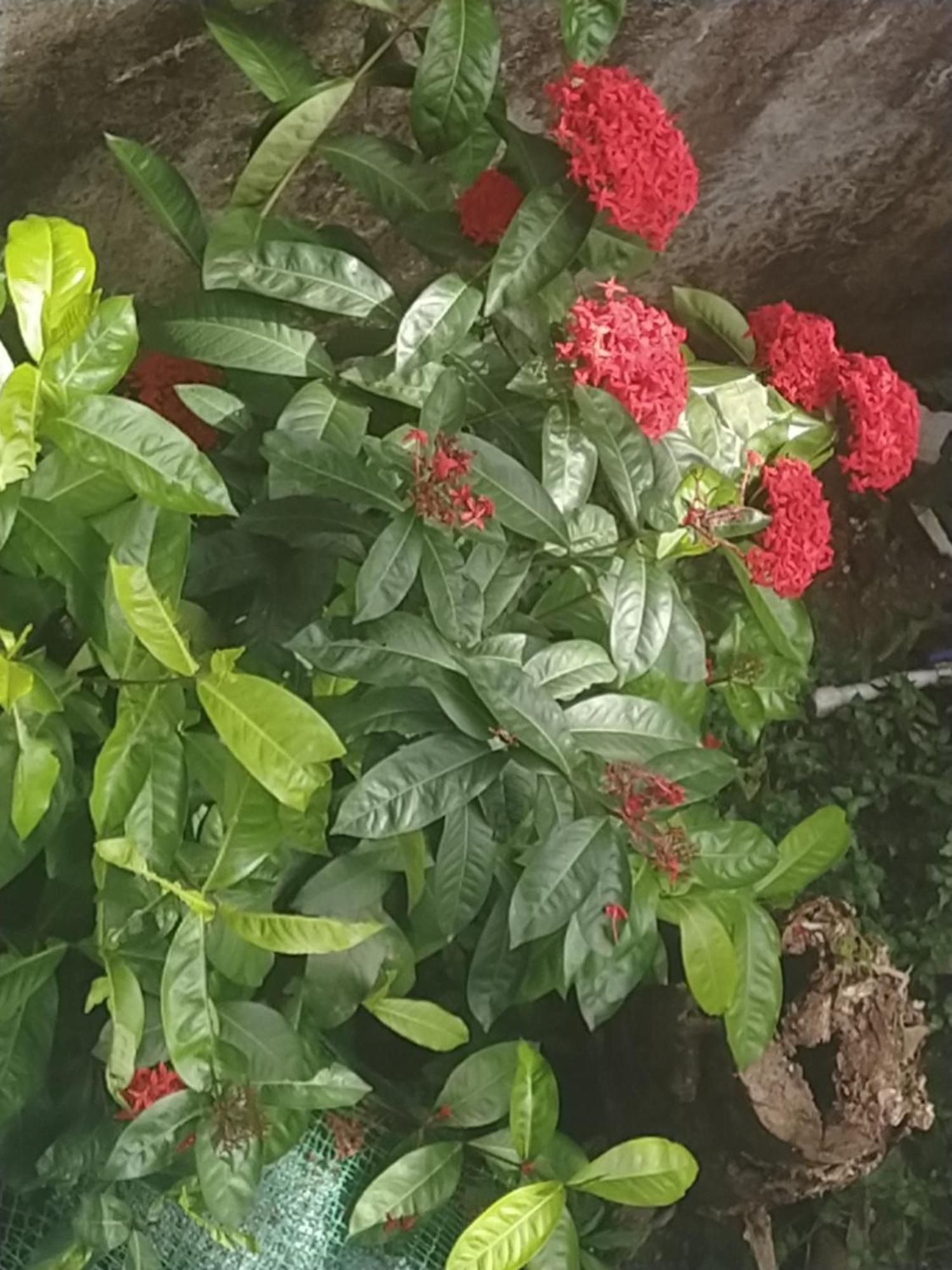 Paradise Inn Guest House Alappuzha Esterno foto