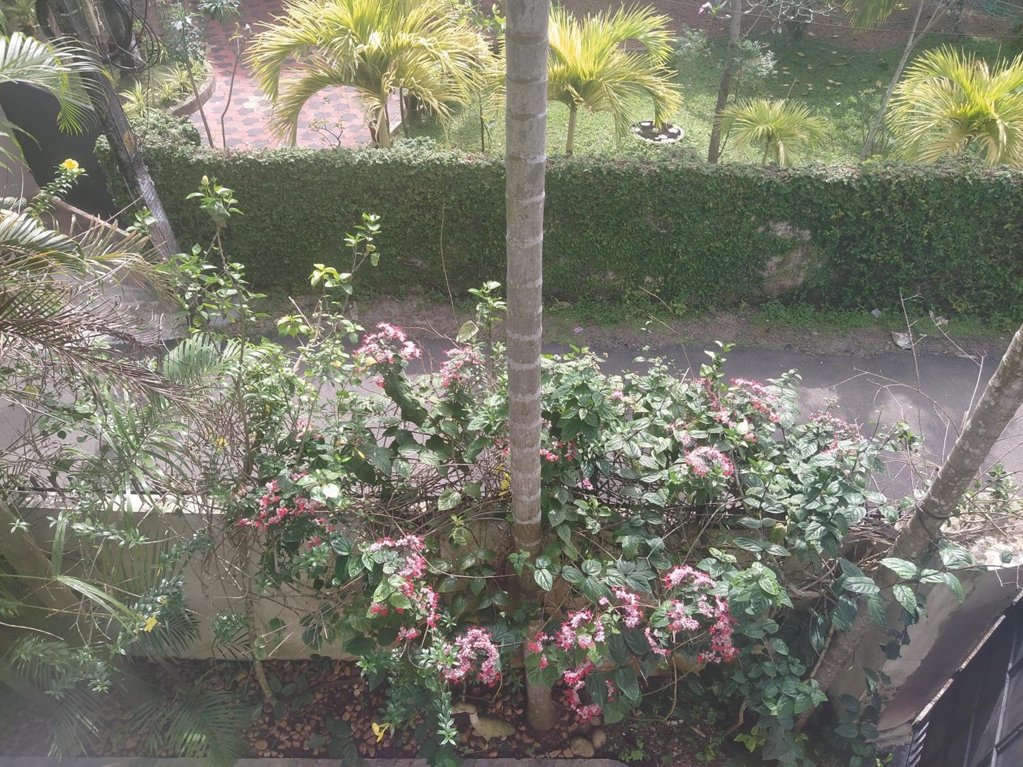 Paradise Inn Guest House Alappuzha Esterno foto